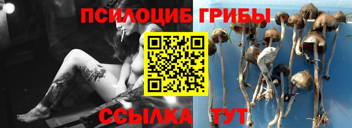 Галлюциногенные грибы Psilocybe Сергиев Посад